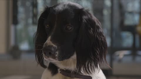 Close Up of Dog Looking Down