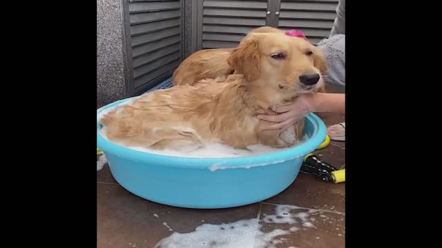 Cute and Funny Cat Dog