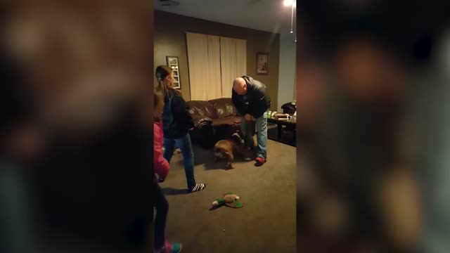 Funny Dog hit own owner