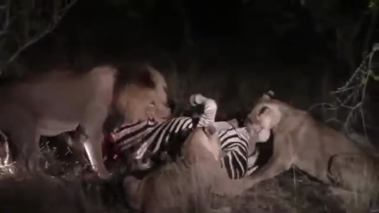 Lions eating a zebra