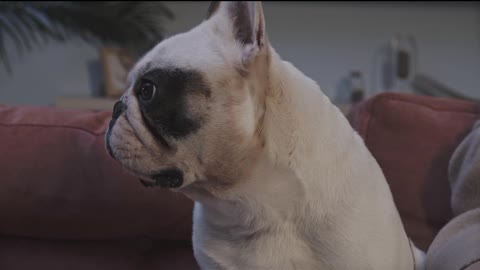 Bulldog facts no. 3