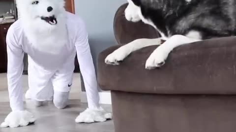 HUSKY PRANKED