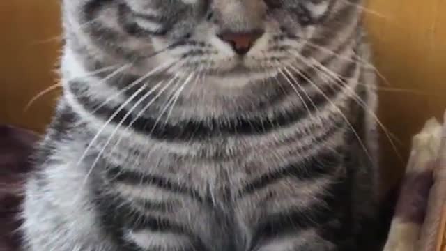 Shorts funny kitten videos complition #2 #shorts