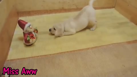 Funny puppy braking at New toy