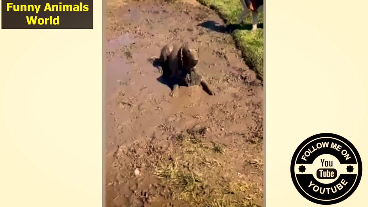 doggy funnyvideo