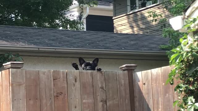 French Bulldog Waves Goodbye