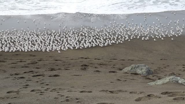 Birds on the Beach Run from Waves