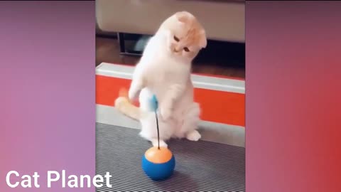 Best Funny Cats Video 2020