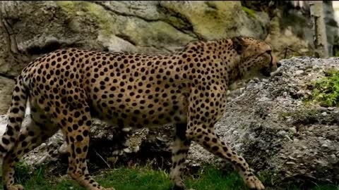 Fastest animals