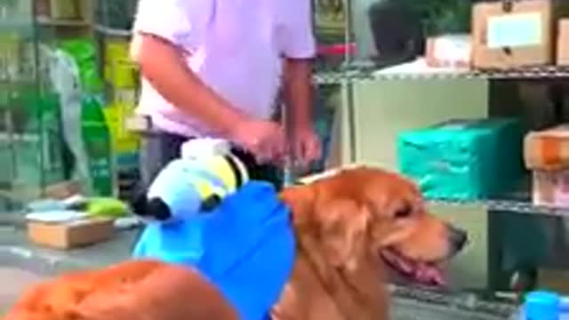 Good Smart Dog Video 2020 - Intelligent Dog Clip