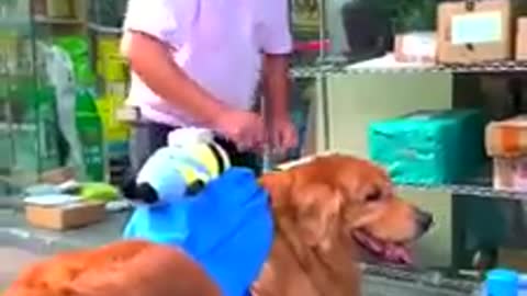 Good Smart Dog Video 2020 - Intelligent Dog Clip