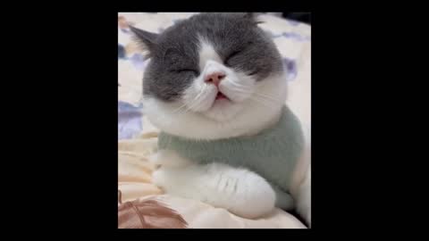 Loving cats and dogs