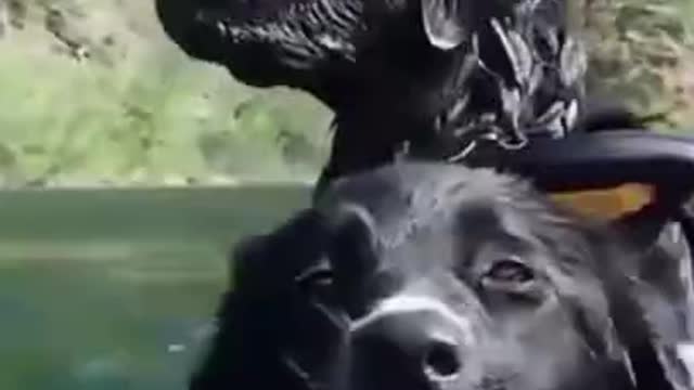 Funny Dog #Short Videos 2021 😂. Try not to laugh compiliation😂💖