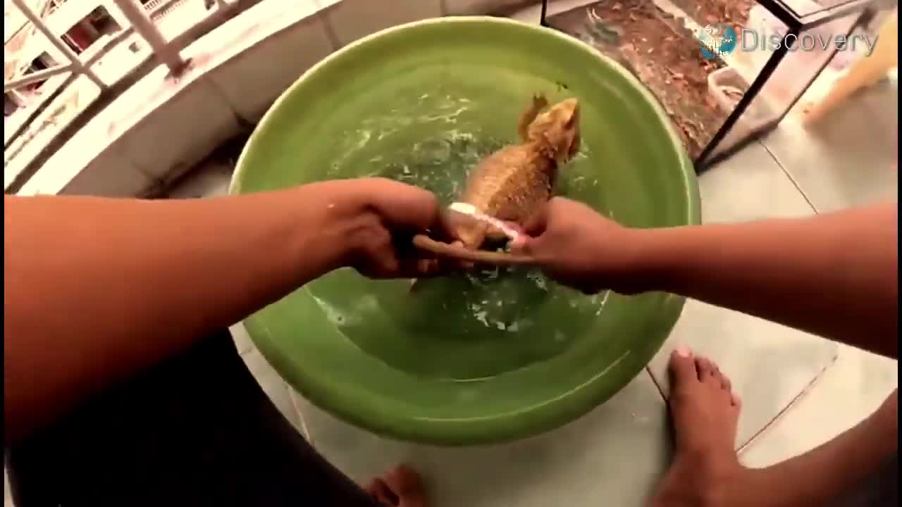 Chinese water dragon | Chinese water dragon care | Chinese water dragon swimming