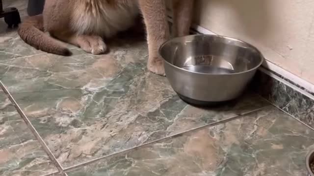 Cute Floppa Cat Doesn’t Want Milk or a Nickname