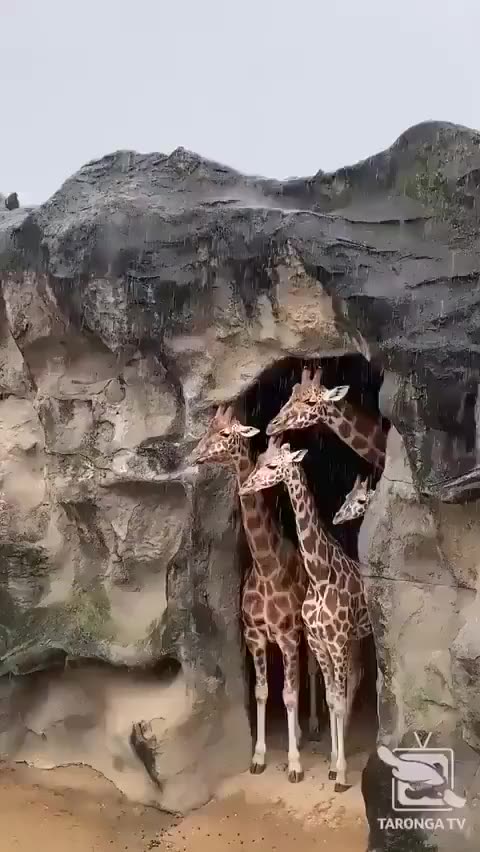 A family of giraffes waits impatiently for the rain to stop...