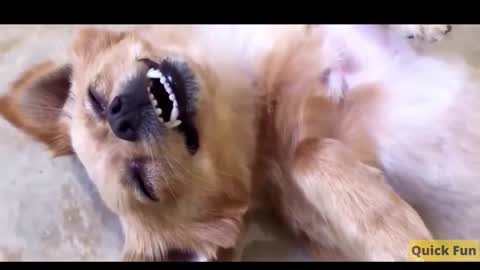 Dogs and Cats Very Funny Videos