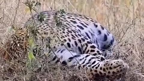 Wildlife in closer view with a natural perspective.