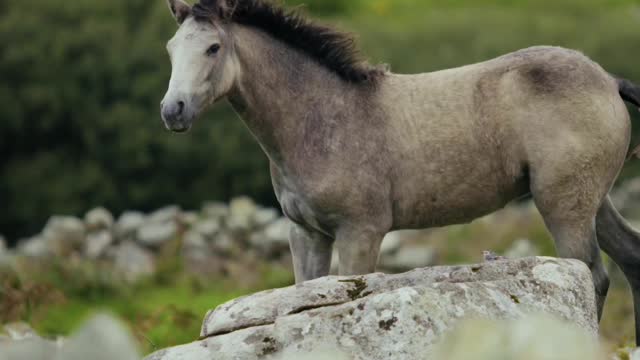 horse running and sounding video