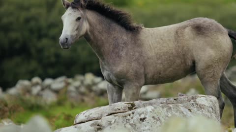 horse running and sounding video