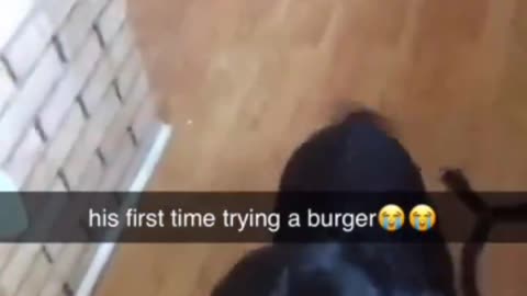 Dog Disappears Burger