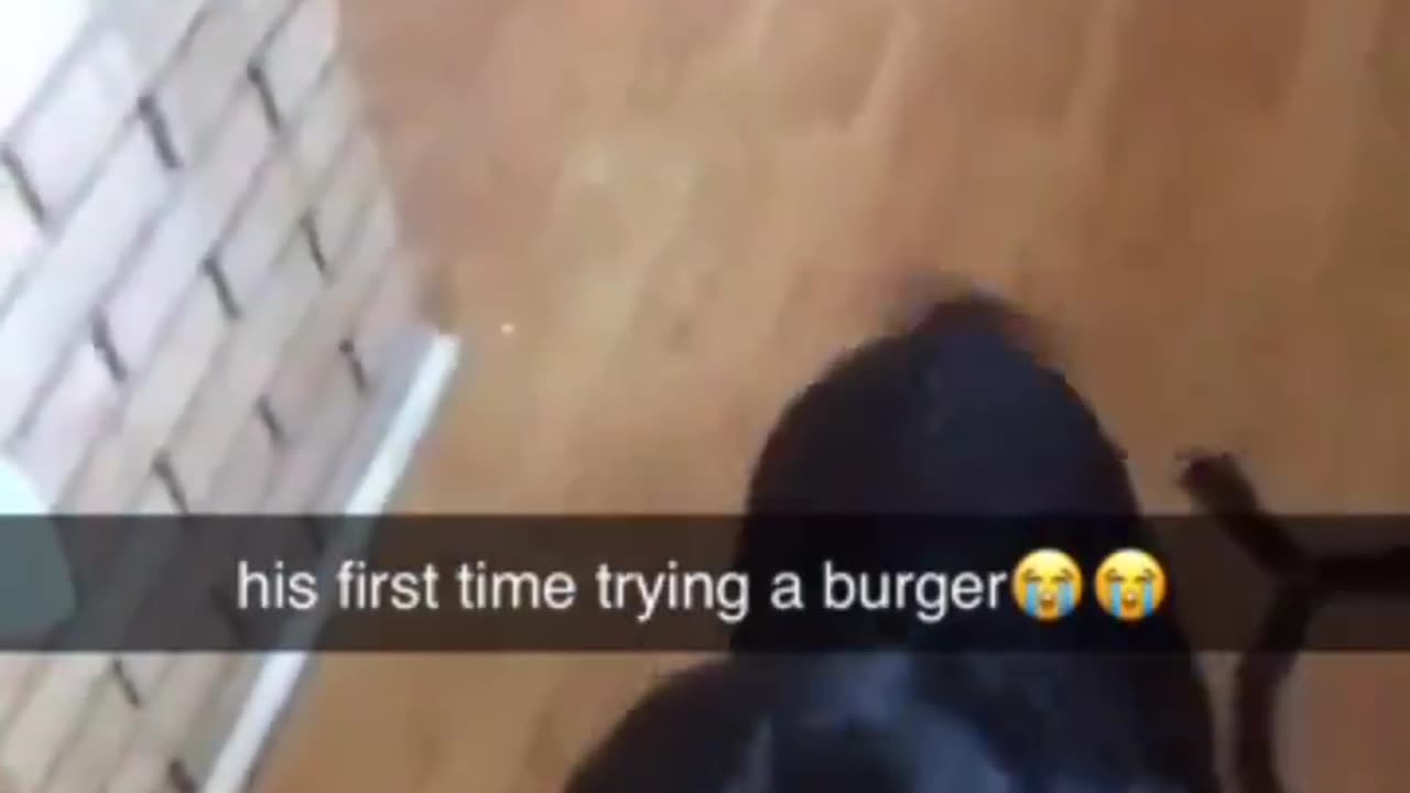 Dog Disappears Burger