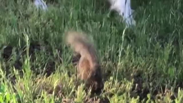 Furry Friends Having Fun in the Yard