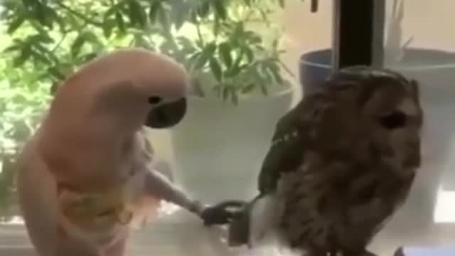 Best Funny Animal Videos of the year (2021), funniest animals ever. relax with cute animals