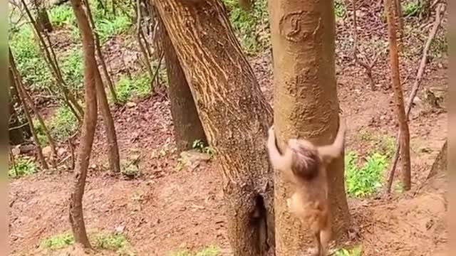 Monkey