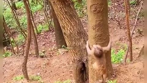 Monkey