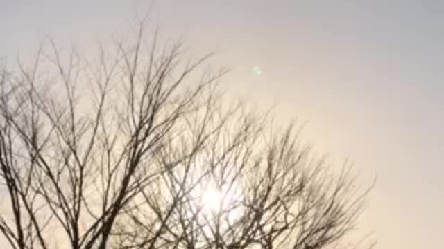 the sound of Korean birds.