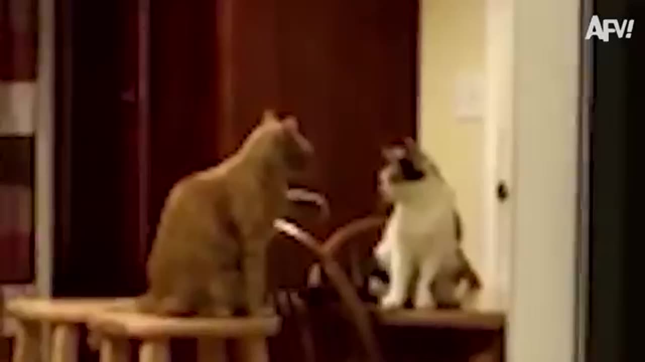 Funny video cat