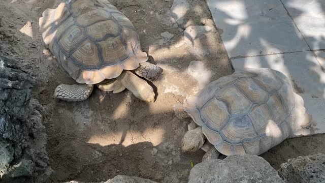 One leisurely day of turtles