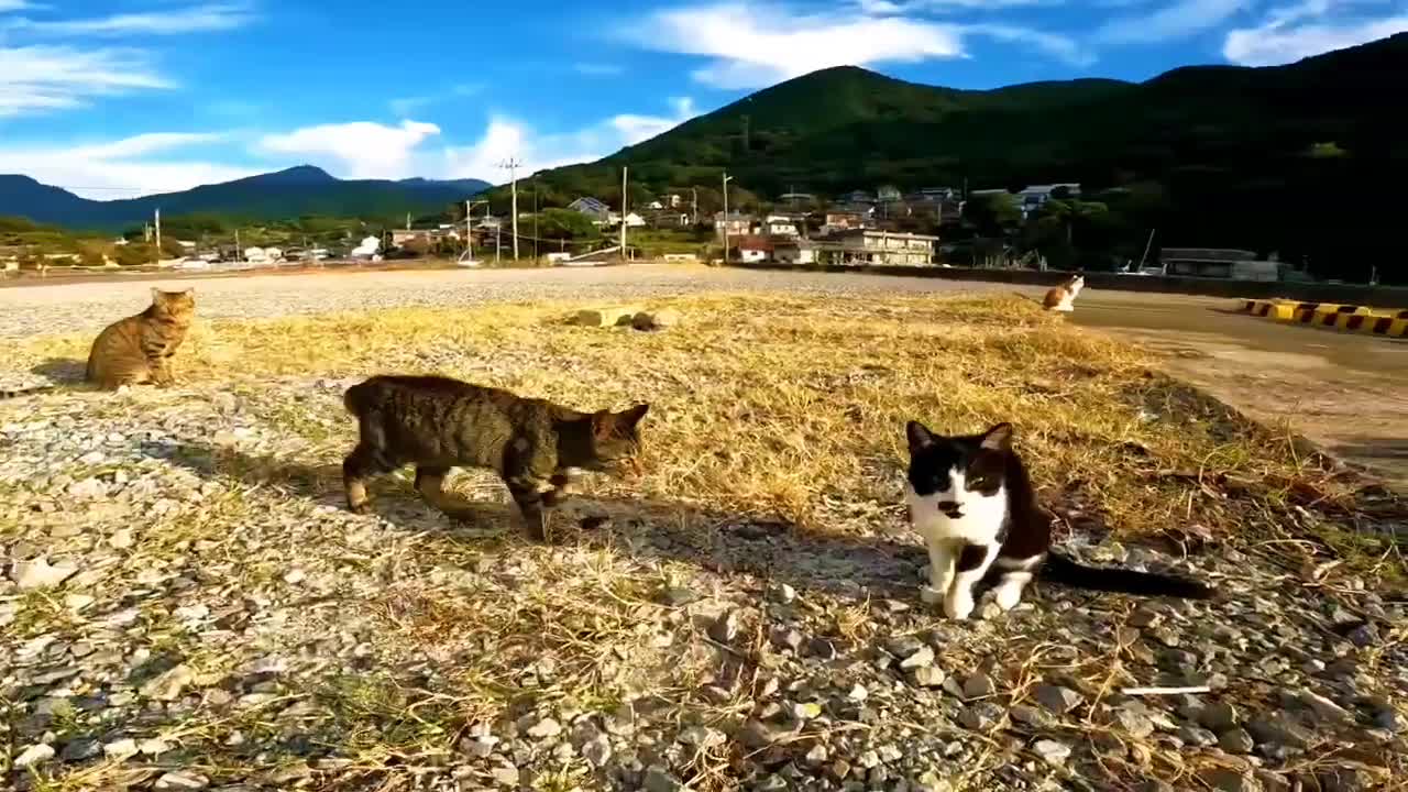 Stray cats gather while walking in the fishing port