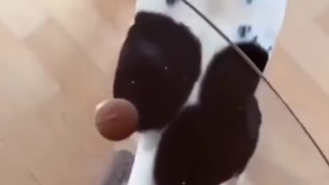 funny cute dogs 🐶 and cats 🐱 part 11
