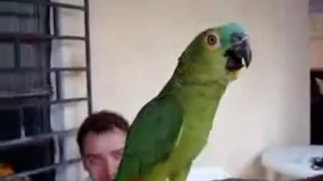 happy Parrot Singing