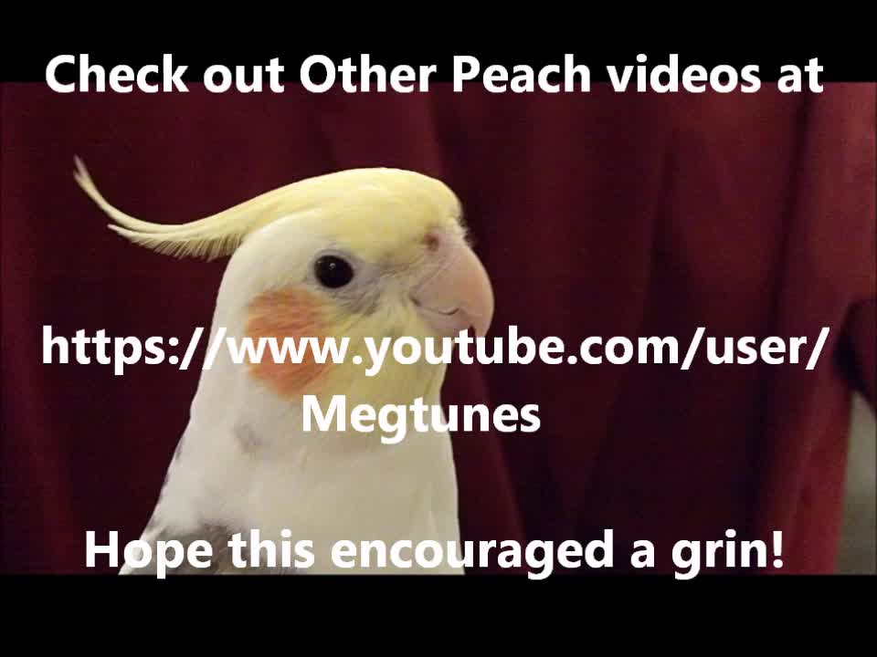 Cockatiel Camera Hog! Smart and funny singing bird is adorable pet!