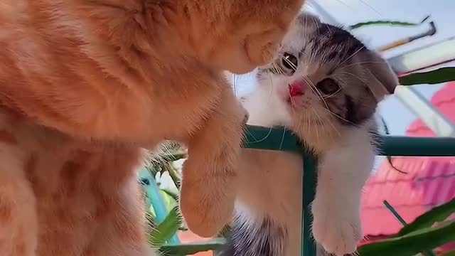 Kucing yang begitu romantis