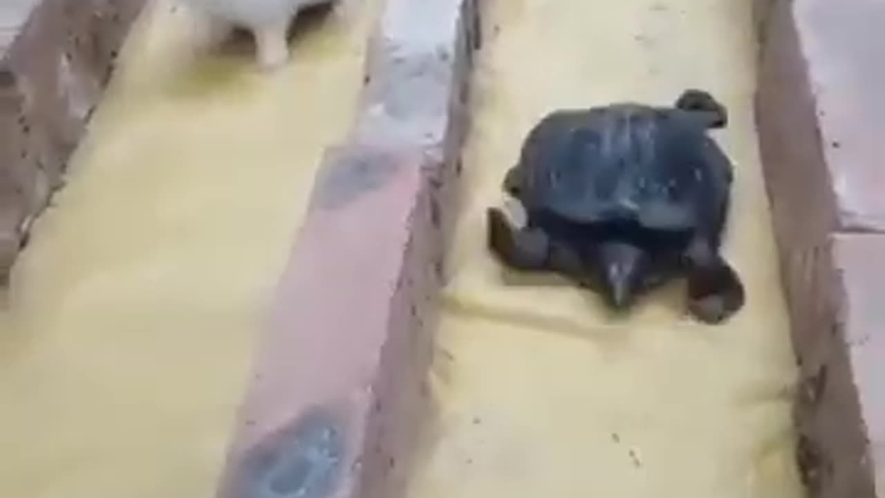 And The Tortoise Won Again #shorts #viral #shortsvideo #video