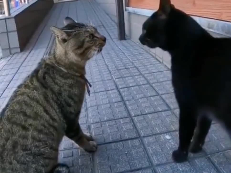 Two cats are fighting each other with meows