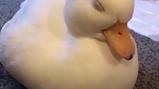 Cute pet duck