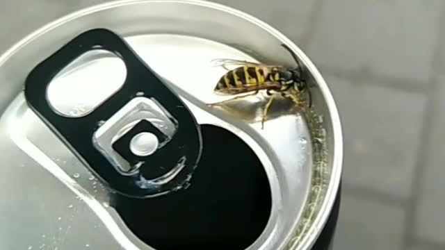 Bees love to share my drink