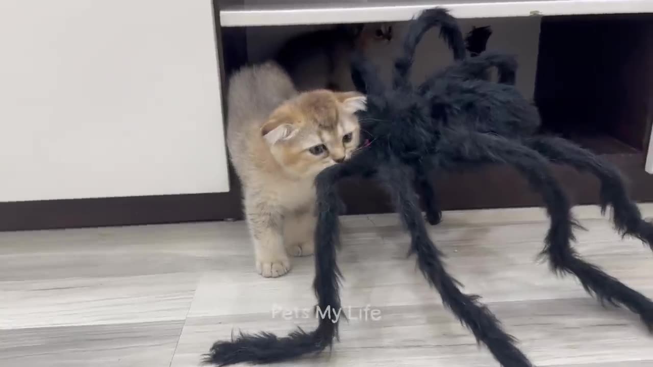 Funny video for kids
