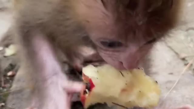 The smartest baby monkey of the year