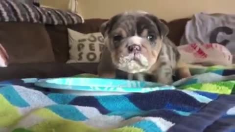 The puppy drinks yogurt all over his face