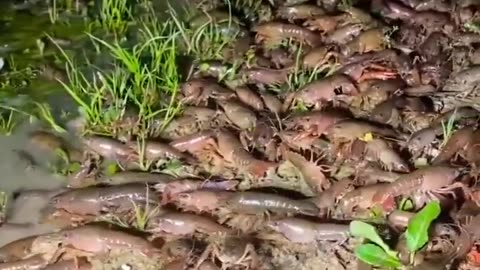 Shrimp || A lots of shrimp videos