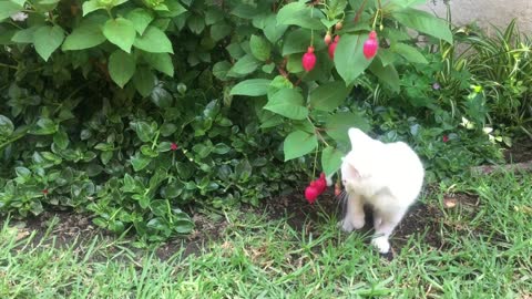 A White Kitten Cat Playing With a Flowering Plant