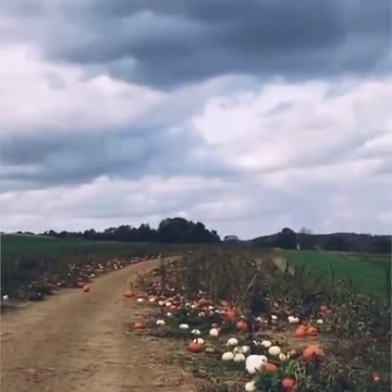 why do people never run after seen these things???