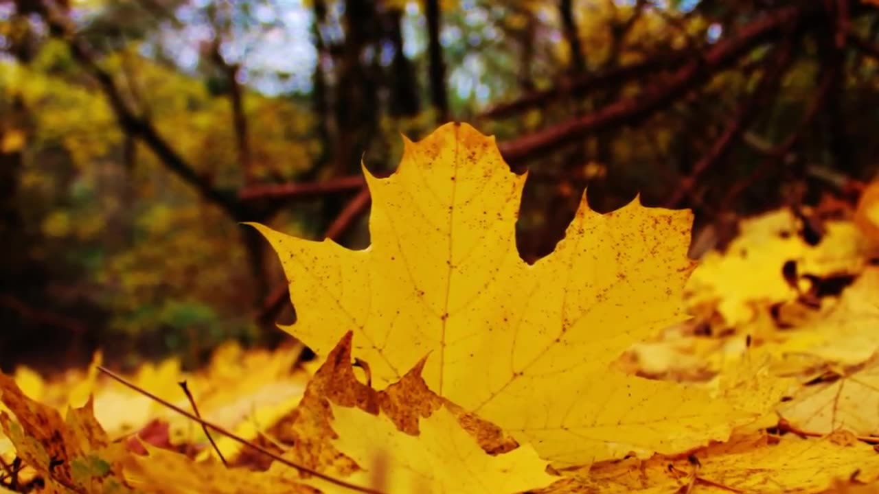 The colours of Autumn - Scott Spalding