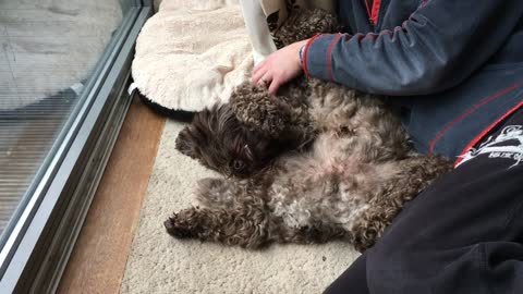 Labradoodle enjoying massage